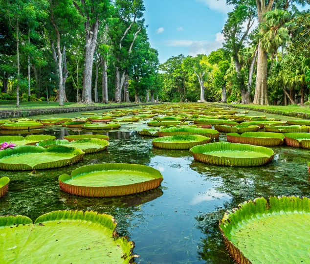 Le jardin de Pamplemousses